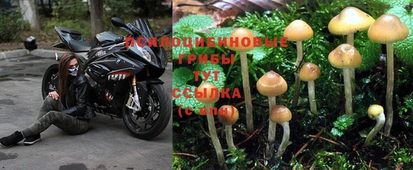 дживик Аркадак